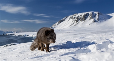 Vandringen til en COAT-instrumentert fjellrev på Svalbard gikk viralt